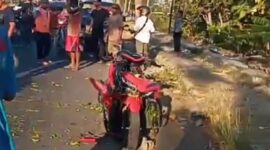 Pengendara sepeda motor tewas tertimpa pohon peneduh jalan. (Dok. FIN) 
